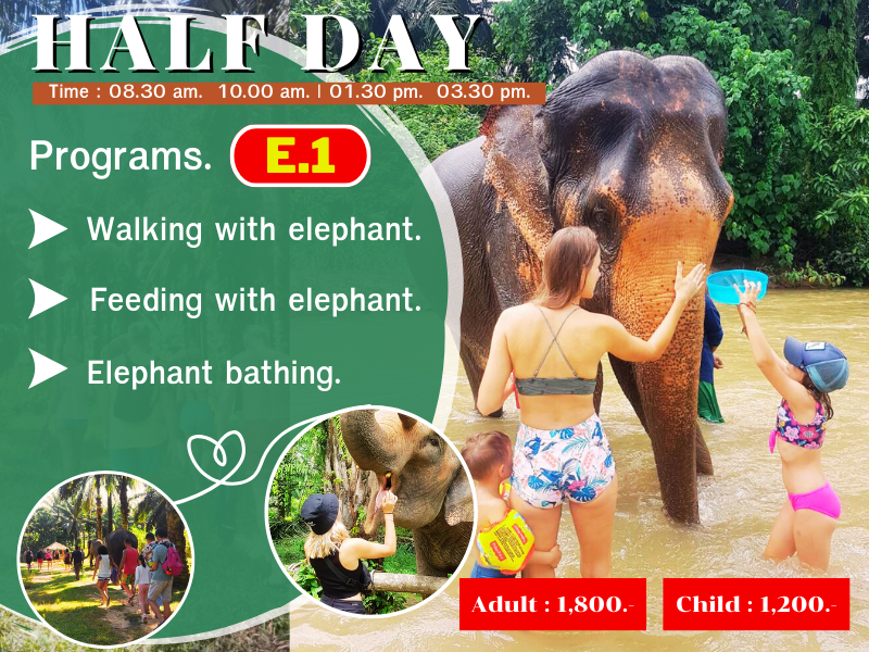 krabi elephant half day 